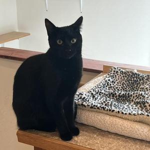 Cinder, young, available for adoption
