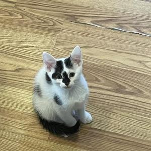 A black and white kitten sitting on a wooden floor.