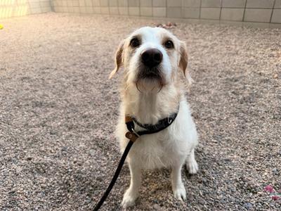 ALFREDO, Beagle / Cairn Terrier, adult, available for adoption