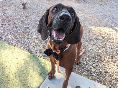 BLUE, Redbone Coonhound, adult, available for adoption