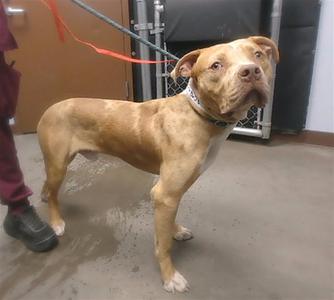 BEAR, American Pit Bull Terrier, adult, available for adoption