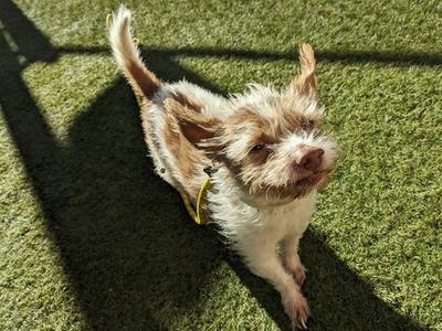 BARNEY, Cairn Terrier, senior, available for adoption
