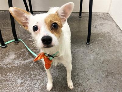 AUNTIE EM, Chihuahua, young, available for adoption