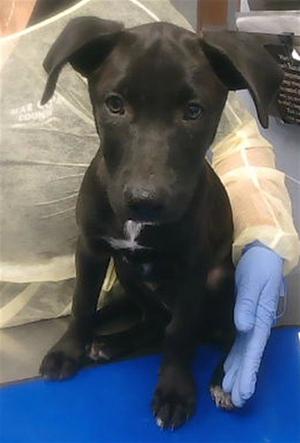 BBQ RANCH, Labrador Retriever, puppy, available for adoption