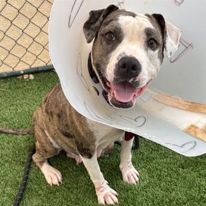 ABIGAIL, American Pit Bull Terrier, adult, available for adoption