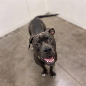 APRICOT, American Bulldog, adult, available for adoption
