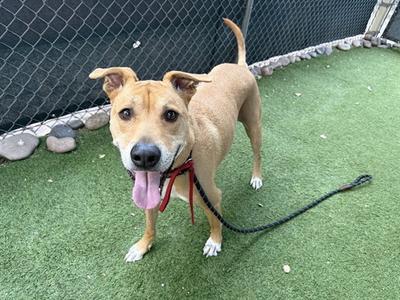 A brown dog with a red collar and leash standing on green artificial turf, with a chain-link fence in the background.