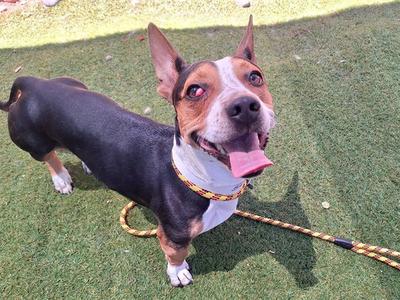 BERGIE, Pembroke Welsh Corgi, adult, available for adoption