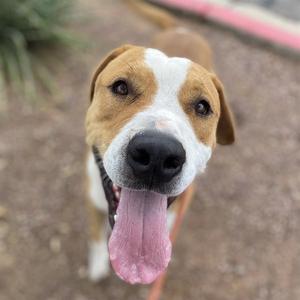 BACON, American Pit Bull Terrier, adult, available for adoption