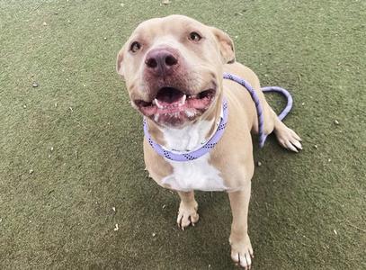 A happy brown dog with a white chest and a purple collar, sitting on green grass.