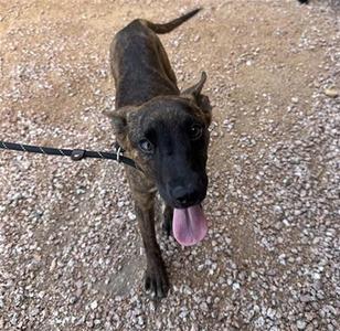 A brindle-colored dog with a black face and ears, standing on a gravel surface, looking up with its tongue out and wearing a black leash.