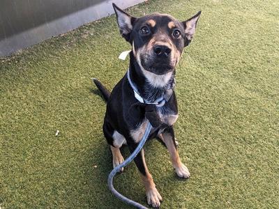 A small black and tan dog with pointed ears sitting on green artificial grass, wearing a blue collar and leash.