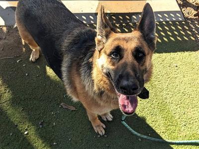 ASTRID, German Shepherd Dog, adult, available for adoption