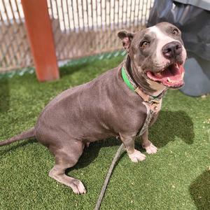 A gray pit bull dog with a white face and chest, wearing a green collar, sitting on artificial grass with its mouth open and tongue out.
