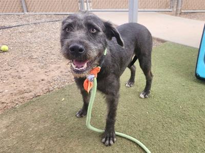 APPLE, Schnauzer / American Pit Bull Terrier, adult, available for adoption