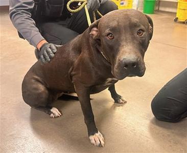 ARLENE, American Pit Bull Terrier, adult, available for adoption