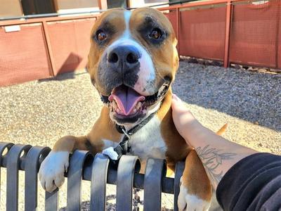 ARWEN, Staffordshire Bull Terrier, adult, available for adoption
