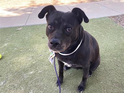 ALLEY, Labrador Retriever, senior, available for adoption