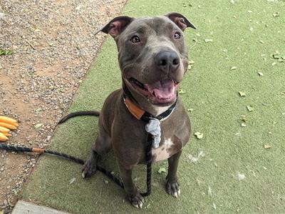 BABY BIRD, American Pit Bull Terrier, young, available for adoption
