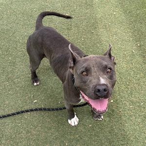 AUGGIE, American Pit Bull Terrier, adult, available for adoption