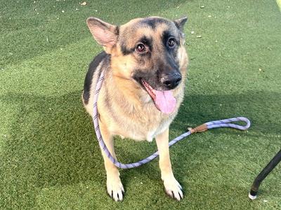 BLUE, German Shepherd Dog, adult, available for adoption
