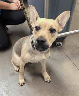 ALESANA, German Shepherd Dog, adult, available for adoption