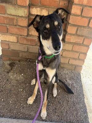ANDY, German Shepherd Dog, young, available for adoption