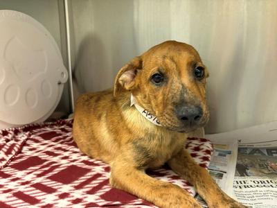 BASS, German Shepherd Dog, puppy, available for adoption