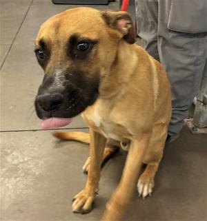 ASTA, German Shepherd Dog, adult, available for adoption