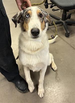 ANASTASIA, Border Collie / Australian Shepherd, adult, available for adoption