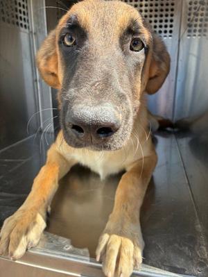 ALMOND, Belgian Shepherd Malinois, young, available for adoption
