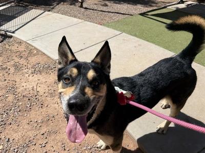 BAXTER, Shiba Inu, senior, available for adoption