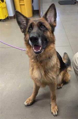 BALLERINA, German Shepherd Dog, adult, available for adoption