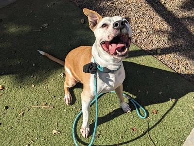 APOLLO, American Pit Bull Terrier, senior, available for adoption