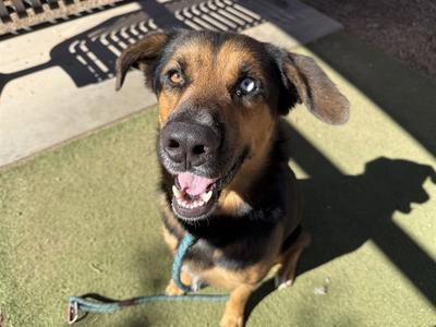BARRY, German Shepherd Dog, young, available for adoption