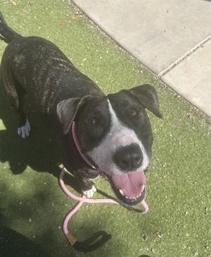 A black and white dog with a pink leash, standing on green artificial grass, looking up with its mouth open and tongue out.