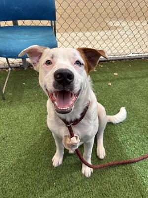 ALVIN, Australian Cattle Dog/Blue Heeler, adult, available for adoption