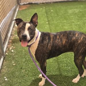 BELLA, American Pit Bull Terrier, adult, available for adoption
