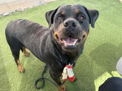 ADELINE, Rottweiler, adult, available for adoption