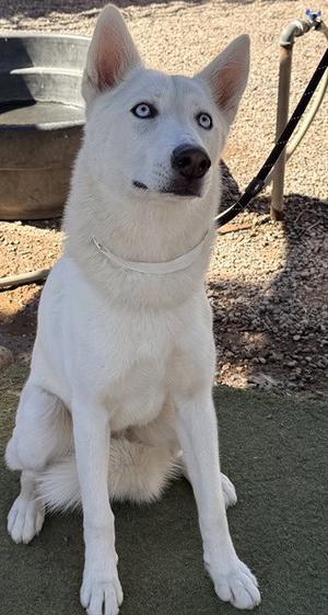 ANGEL, Husky, young, available for adoption
