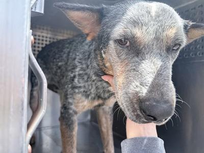 BLUES, Australian Cattle Dog/Blue Heeler, adult, available for adoption