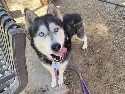 ATARI, Siberian Husky, adult, available for adoption