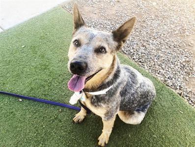 AZUL, Australian Cattle Dog/Blue Heeler, adult, available for adoption