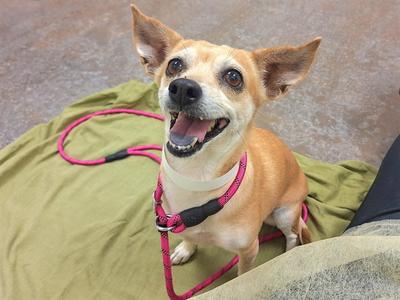 BISCOTTI, Chihuahua, adult, available for adoption
