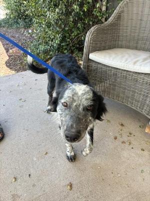 BABY BLUE, Australian Cattle Dog/Blue Heeler, young, available for adoption