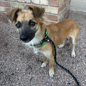 A small brown and black dog with floppy ears wearing a green collar and a black leash, standing on a gravel surface near a brick wall.