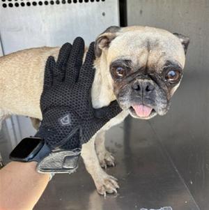 BIKINI, Pug, adult, available for adoption