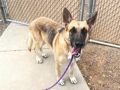 A German Shepherd dog standing on a concrete surface, wearing a purple leash and looking towards the camera with its tongue out.