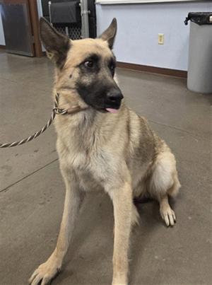 AUGUST, German Shepherd Dog, adult, available for adoption