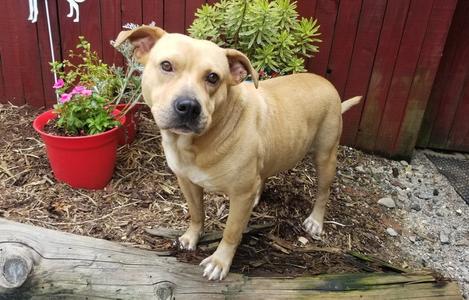 Barney, Labrador Retriever / Mastiff, available for adoption